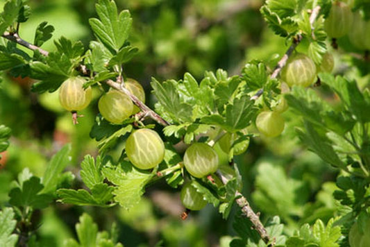 Ribes uva-crispa 'Weiße Triumphbeere' CAC - Stachelbeere 'Weiße Triumphbeere'