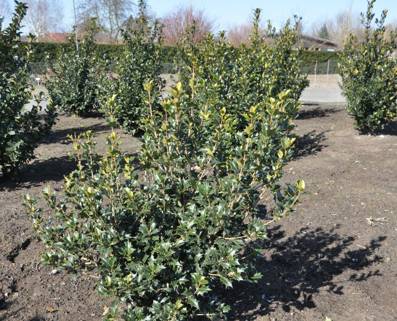 Osmanthus heterophyllus - Stachelblättrige Duftblüte