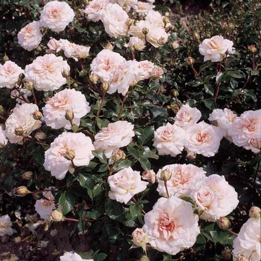 Rosa 'Bremer Stadtmusikanten' ® STR - Stauchrose 'Bremer Stadtmusikanten' ®