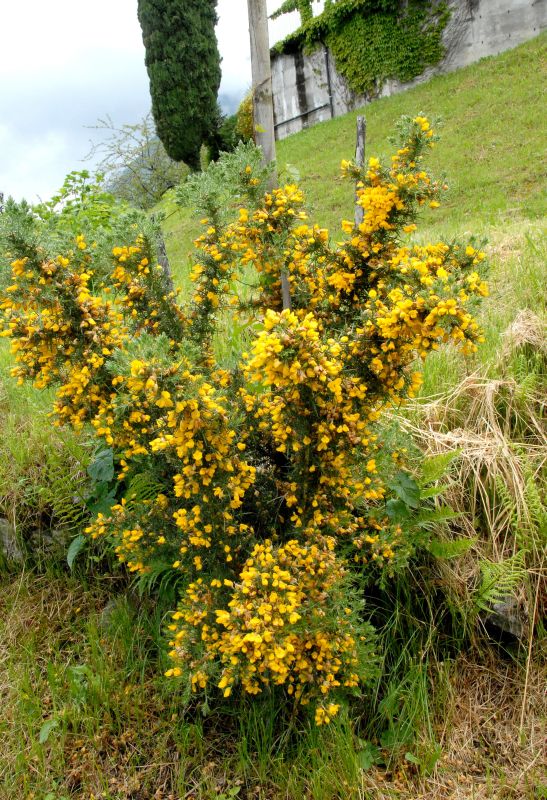 Ulex europaeus - Stechginster