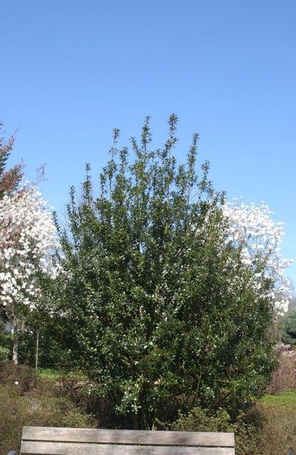 Ilex meserveae 'Heckenpracht' -S- - Stechpalme 'Heckenpracht' -S-