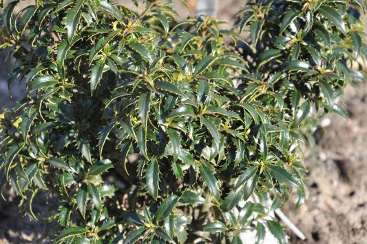 Ilex aquifolium 'Heckenzwerg' ® - Stechpalme 'Heckenzwerg' ®