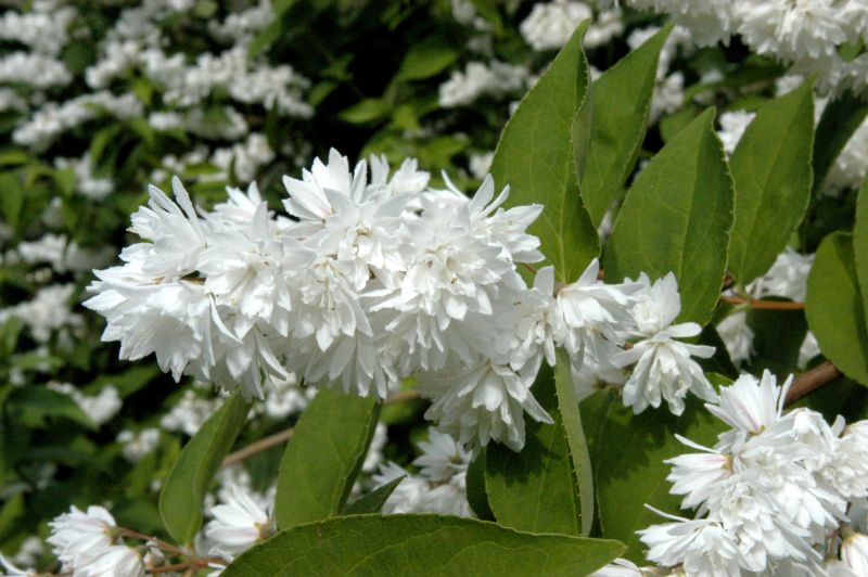 Deutzia scabra 'Pride of Rochester' - Sternchenstrauch 'Pride of Rochester'