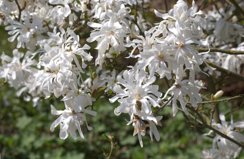 Magnolia stellata - Sternmagnolie