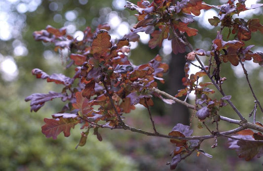 Quercus robur 'Atropurpurea' - Stieleiche 'Atropurpurea'