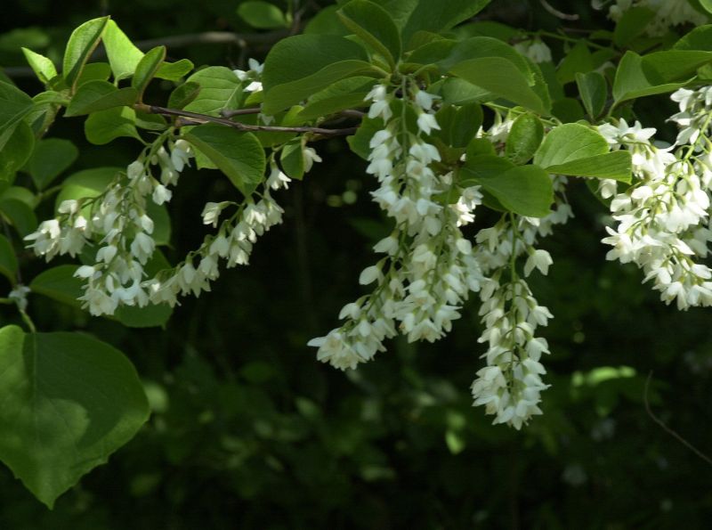 Styrax obassia - Storaxbaum obassia