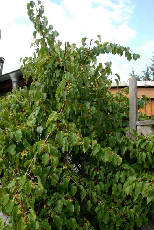 Actinidia arguta - Strahlengriffel, Mini-Kiwi