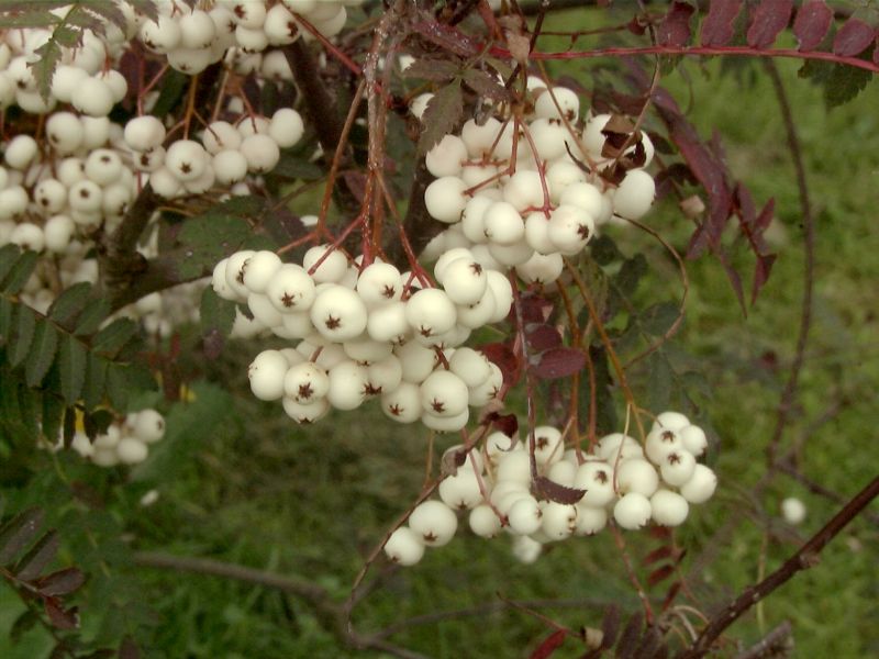 Sorbus koehneana - Strauch-Eberesche