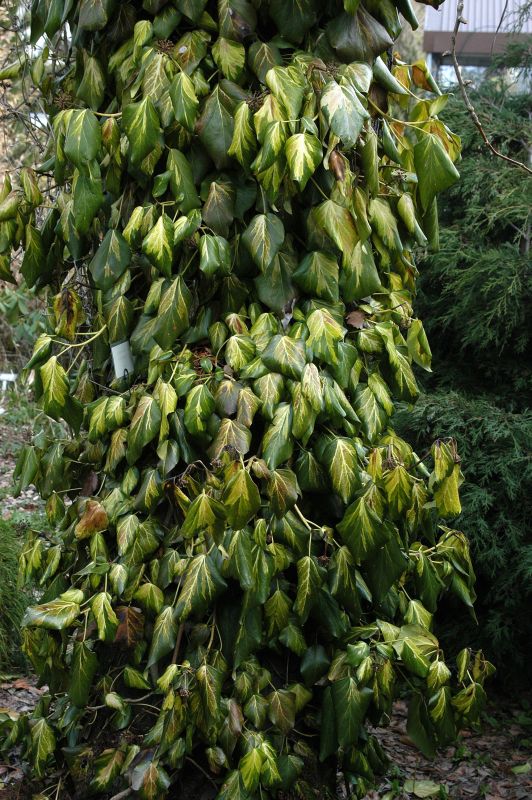Hedera colchica 'Sulphur Heart' - Strauch-Efeu 'Sulphur Heart'