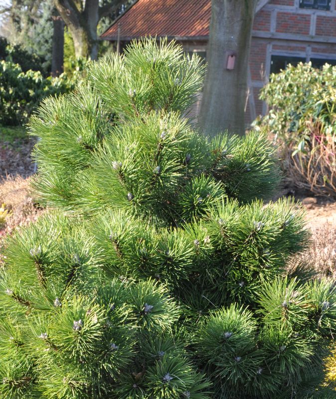 Pinus nigra 'Nana' - Strauch-Schwarzkiefer