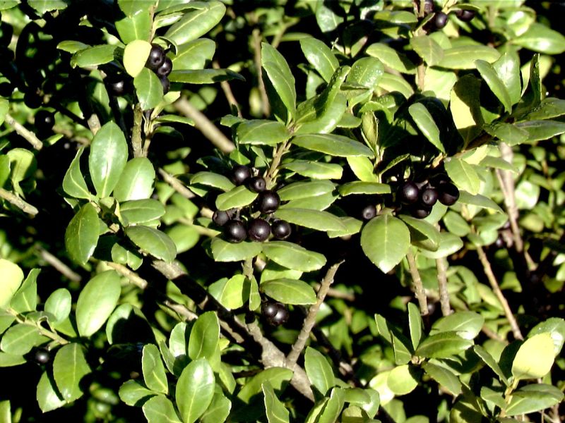Ilex crenata 'Hetzii' - Strauchiger Berg-Ilex