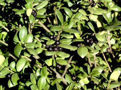 Ilex crenata 'Hetzii' - Strauchiger Berg-Ilex