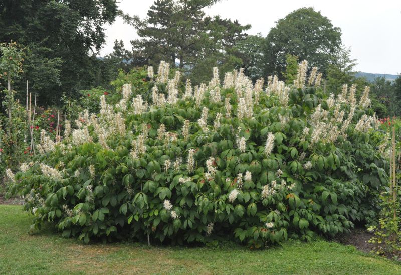 Aesculus parviflora - Strauchkastanie