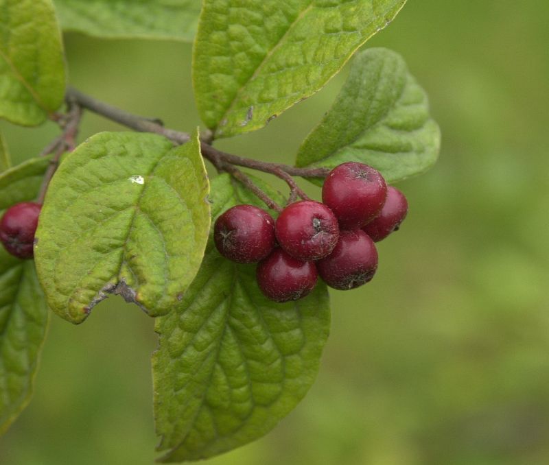 Cotoneaster bullatus - Strauchmispel