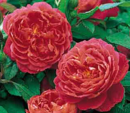 Rosa 'Benjamin Britten' ® STR - Strauchrose 'Benjamin Britten' ®