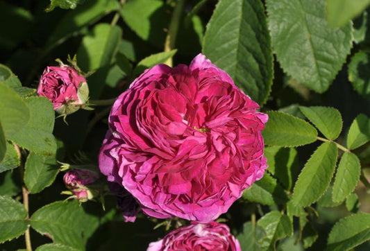 Rosa 'Charles de Mills' STR - Strauchrose 'Charles de Mills'
