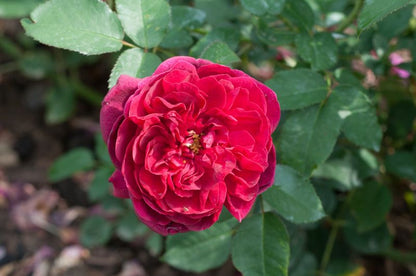Rosa 'Darcey Bussell' ® STR - Strauchrose 'Darcey Bussell' ®