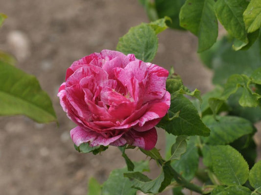 Rosa 'Ferdinand Pichard' STR - Strauchrose 'Ferdinand Pichard'