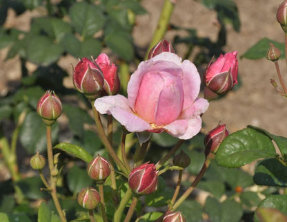 Rosa 'Flashlight' ® STR - Strauchrose 'Flashlight' ® ADR-Rose