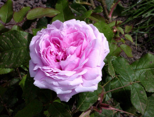 Rosa 'Jacques Cartier' STR - Strauchrose 'Jacques Cartier'
