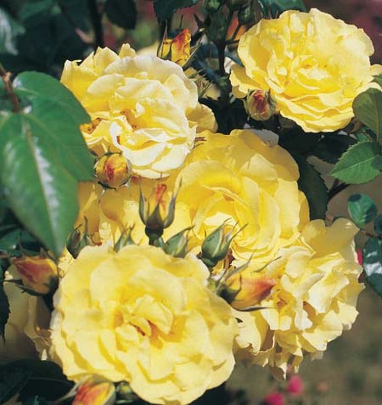 Rosa 'Lichtkönigin Lucia' ® STR - Strauchrose 'Lichtkönigin Lucia' ®