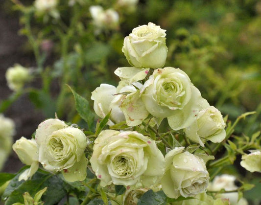 Rosa 'Lovely Green' ® STR - Strauchrose 'Lovely Green' ®