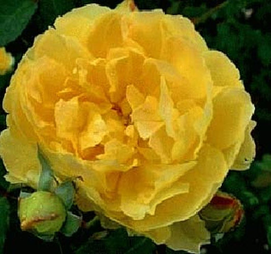 Rosa 'Molineux' ® STR - Strauchrose 'Molineux' ®