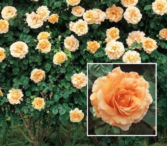 Rosa 'Polka' ® STR - Strauchrose 'Polka' ®