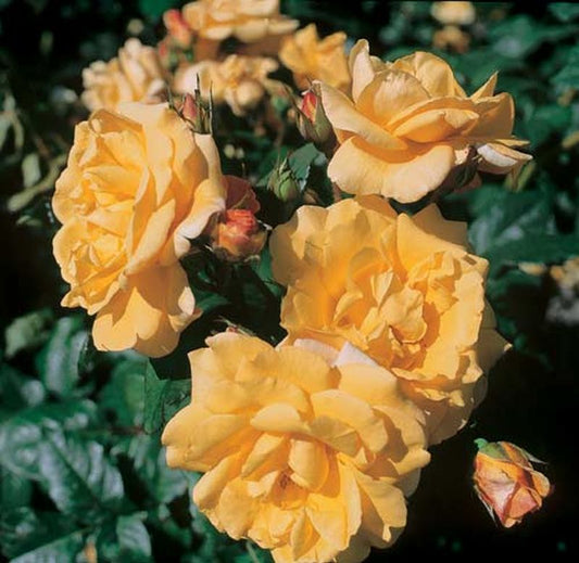 Rosa 'Postillion' ® STR - Strauchrose 'Postillion' ® ADR-Rose