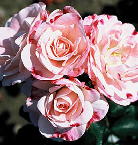 Rosa 'Rosenstadt Freising' ® STR - Strauchrose 'Rosenstadt Freising' ®