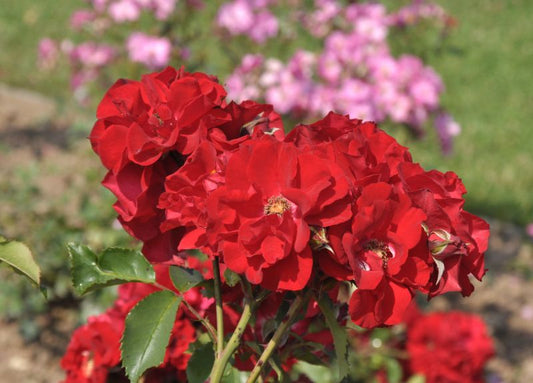 Rosa 'Roter Korsar' ® STR - Strauchrose 'Roter Korsar' ® ADR-Rose