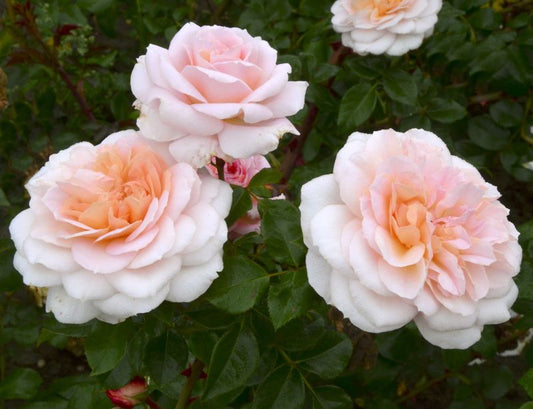 Rosa 'Schloss Eutin' STR - Strauchrose 'Schloss Eutin'