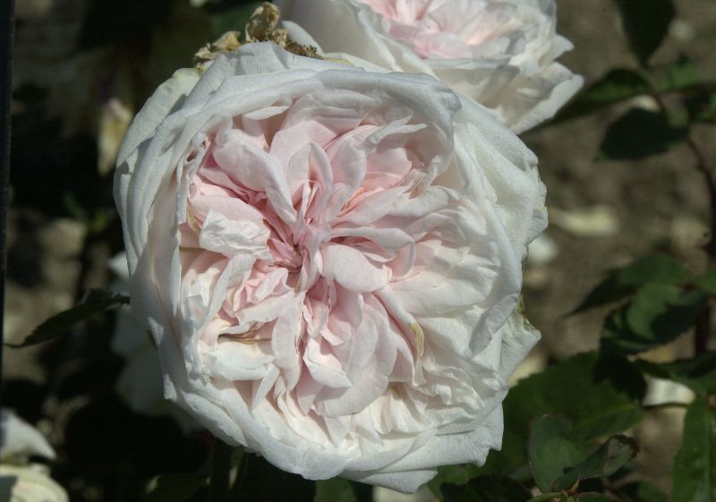 Rosa 'Souvenir de la Malmaison' STR - Strauchrose 'Souvenir de la Malmaison'