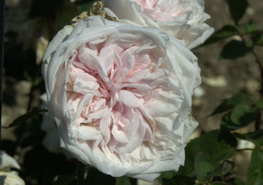 Rosa 'Souvenir de la Malmaison' STR - Strauchrose 'Souvenir de la Malmaison'