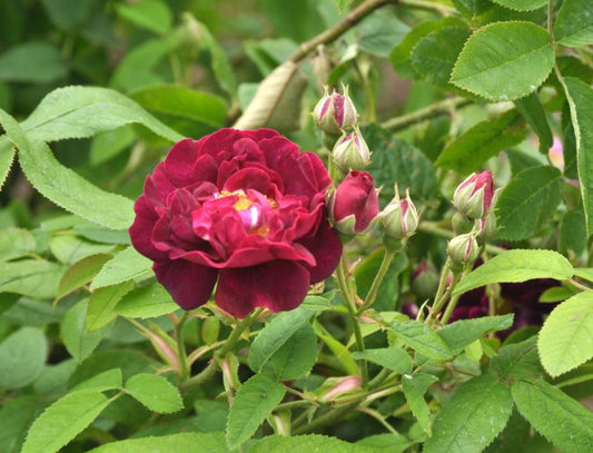 Rosa 'Tuscany' STR - Strauchrose 'Tuscany'