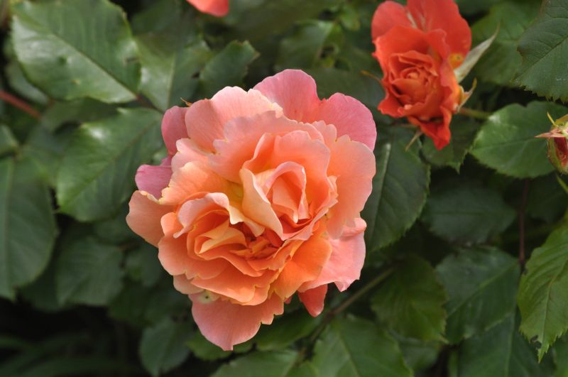 Rosa 'Westerland' ® STR - Strauchrose 'Westerland' ®