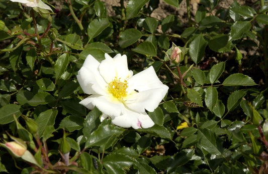 Rosa 'White Haze' ® STR - Strauchrose 'White Haze' ® ADR-Rose