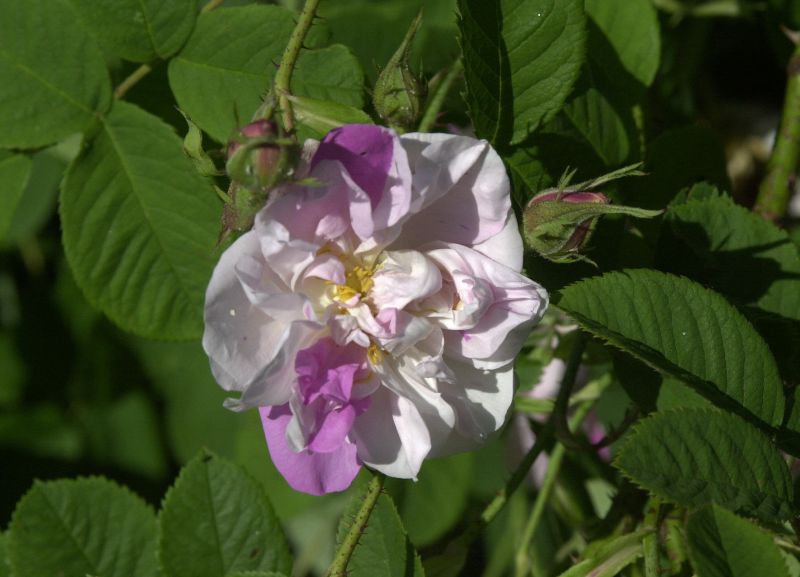 Rosa 'York and Lancaster' STR - Strauchrose 'York and Lancaster'