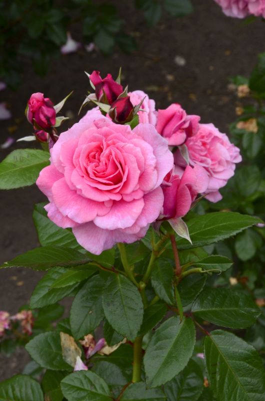 Rosa 'Zaide' ® STR - Strauchrose 'Zaide' ®