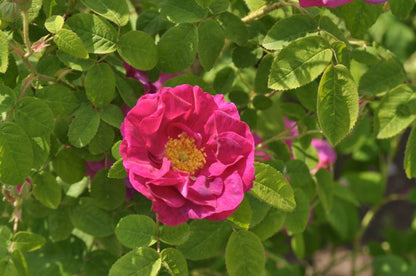 Rosa gallica officinalis STR - Strauchrose gallica officinalis