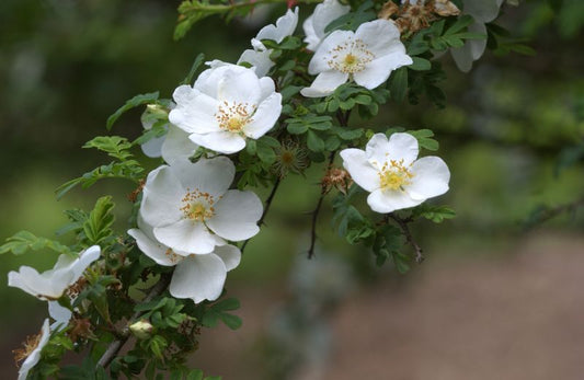 Rosa omeiensis pteracantha STR - Strauchrose omeiensis pteracantha