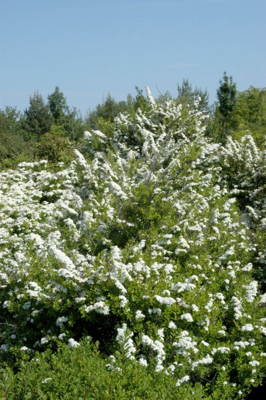 Spiraea nipponica 'Snowmound' - Strauchspiere 'Snowmound'