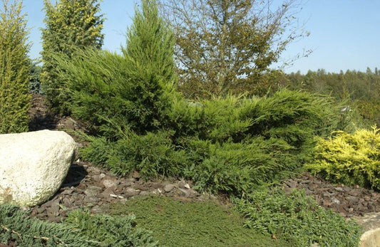 Juniperus media 'Mint Julep' - Strauchwacholder 'Mint Julep'