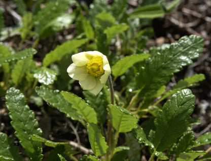 Dryas x suendermannii - Sündermanns Silberwurz