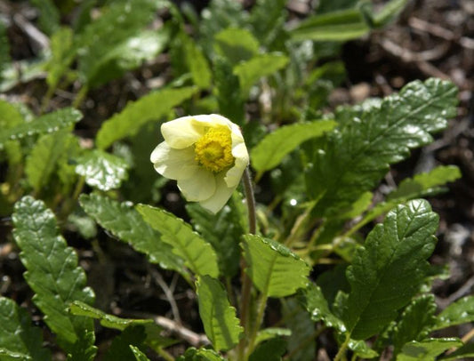 Dryas x suendermannii - Sündermanns Silberwurz