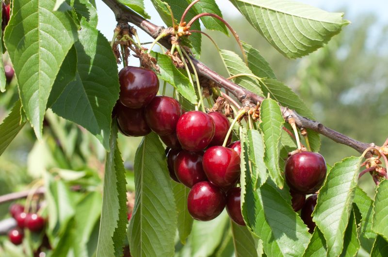 Prunus avium 'Hedelfinger Riesenkirsche' CAC - Süßkirsche 'Hedelfinger Riesenkirsche' 7.KW