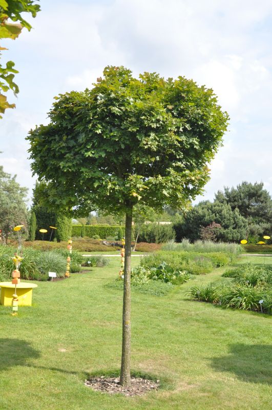 Quercus palustris 'Green Dwarf' - Sumpf-Eiche 'Green Dwarf'