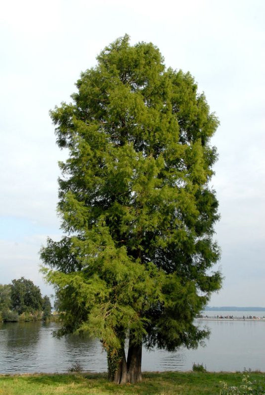 Taxodium distichum - Sumpfzypresse