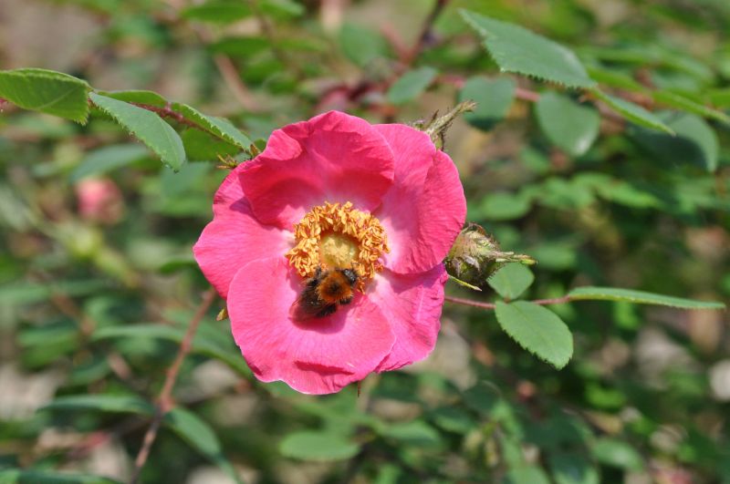 Rosa sweginzowii 'Macrocarpa' STR - Sweginzows Rose 'Macrocarpa'