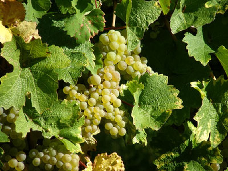 Vitis 'Phönix' -S- - Tafeltraube 'Phönix' -S-